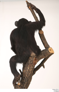 Chimpanzee Bonobo whole body 0005.jpg